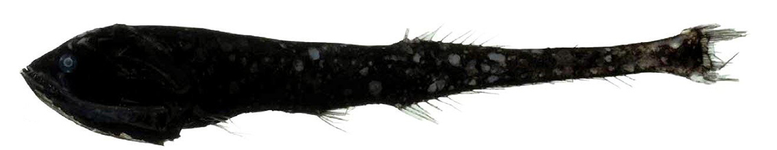 Sigmops bathhyphilus_05.jpg